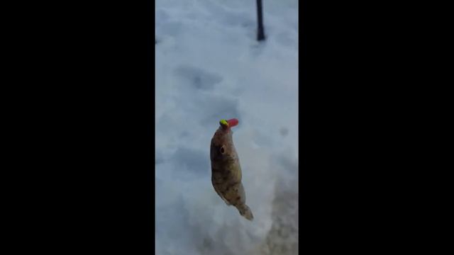 Зимняя рыбалка #4 смотреть онлайн