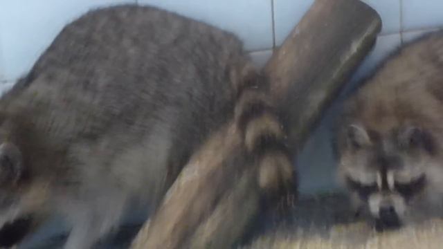 Еноты, гости Велеса смотреть онлайн