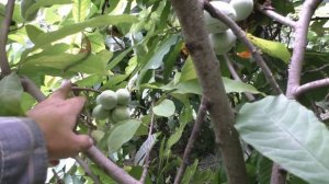 Азимина . Сорта Н. Петерсона. 22