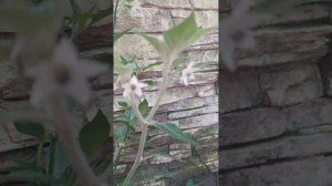 Острый перец Чёрная Кобра. Подросток. Впервые дал изменения в сорте.