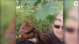 Домашняя белка