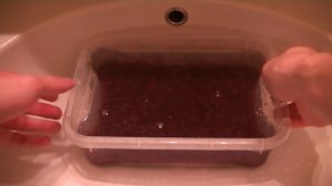 Обработка трубочника. Живой корм для аквариумных рыб.