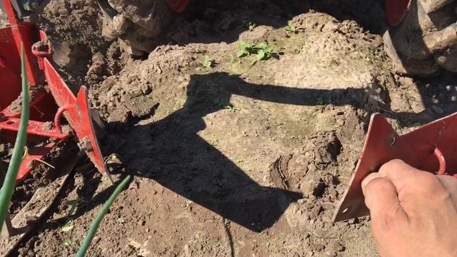 Дополнительные крылья окучников МоторСич. Окучники в работе. 13 июня 2021 г.
