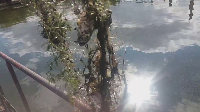 Не бросайте китайские сети! Спас 2 карпа. Они опасны для водоемов смотреть онлайн