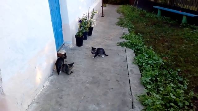 КРЫСОЛОВ КОТЁНОК ЛОВИТ КРЫСУ. Мгновенная реакция котёнка. смотреть онлайн