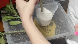 ЧЕРЕНКИ АДЕНИУМА укоренение в перлите и воде НЕУДАВШИЕСЯ прививки октября 2022 #адениум #adenium