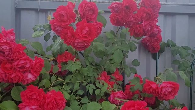 Плетистая роза Амадеус ( Amadeus)-шикарная красотка смотреть онлайн