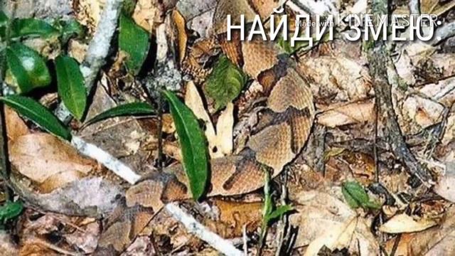 Найди животное смотреть онлайн