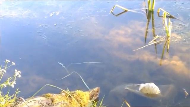 Карась нерестится смотреть онлайн