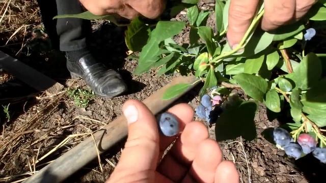 Дегустация разных сортов голубики. Какой сорт вкуснее?