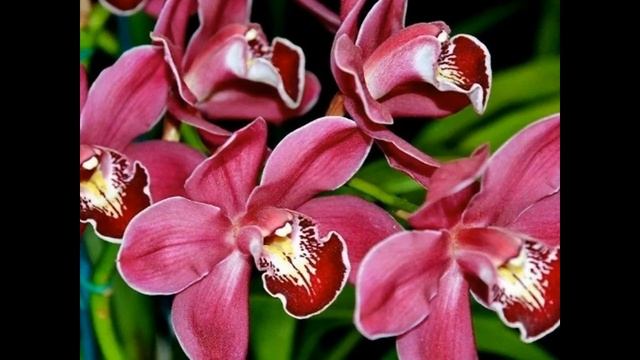 Почему нужно поливать орхидеи лимонным соком смотреть онлайн