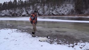 Можно ли получить гибридов от кролика с зайцем