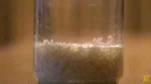 Эксперимент с водой и рисом доктора Эмото Масару.