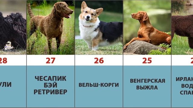 Рейтинг самых умных пород собак в мире