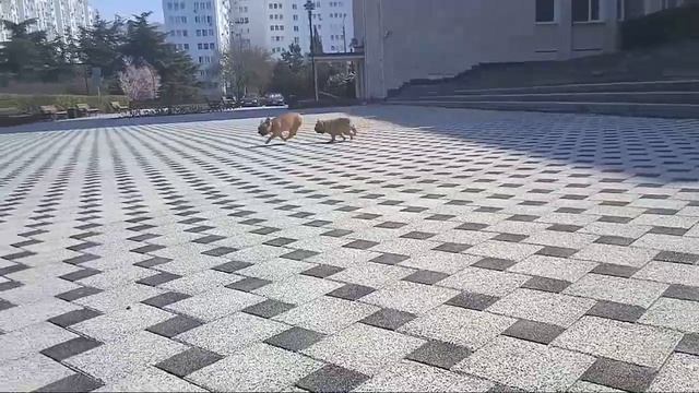 Щенок французского бульдога. Урмас Крымский Эдельвейс. 3 месяца смотреть онлайн