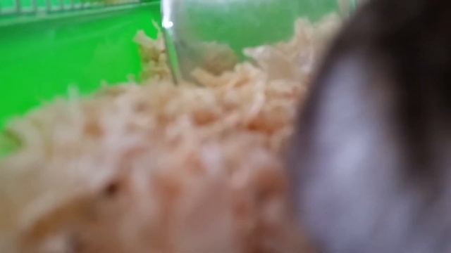 Моё видео про хомяков!