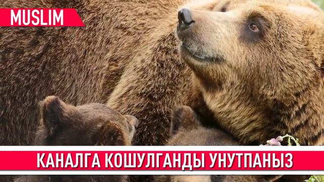 ДҮРБӨЛӨНГӨ САЛГАН ЖАНЫЛЫКТАР! ЖЭЭНБЕКОВ КЫТАЙ МЕНЕН КАРЫЗ БОЮНЧА СҮЙЛӨШТҮ!