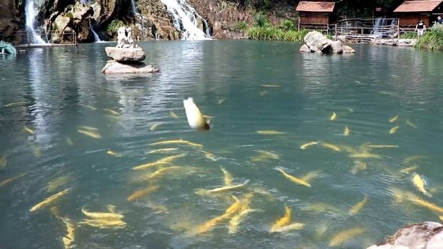 РЕЧНАЯ ФОРЕЛЬ МАСТЕР КЛАСС /RIVER TROUT IN BEAUTIFUL REGION OF AZERBAIJAN OGUZ/ XALXALDA CAY FORELI