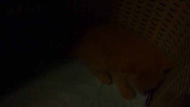 Открыл глаза, Рыжику 21 день от рождения, учится ходить! смотреть онлайн