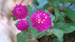 Гомфрена/Gomphrena и Калатея/Calathea. Тропические растения. #Доминикана.