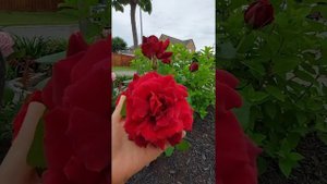 oklahoma rose first year