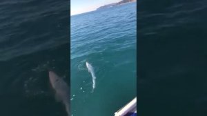 рыбалка АКУЛА   Катран Черное море