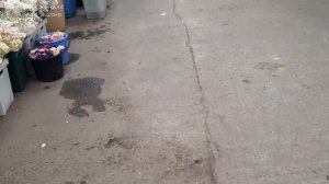 ???ЦВЕТОЧНЫЙ РЫНОК 8 АВГУСТА ?ЦЕНЫ НА СРЕЗКУ И ГОРШЕЧНЫЕ ЦВЕТЫ