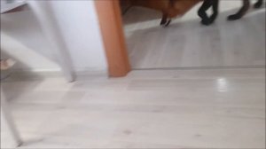 Лиса и Кот в Одном Доме - Жизнь с Лисой / MIKI THE FOX