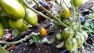 Томат Прекрасная смолка (Tar Tops).