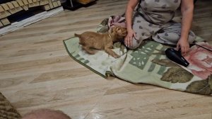 как посушить собаку