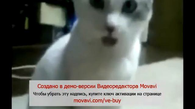 что увидел кот смотреть онлайн