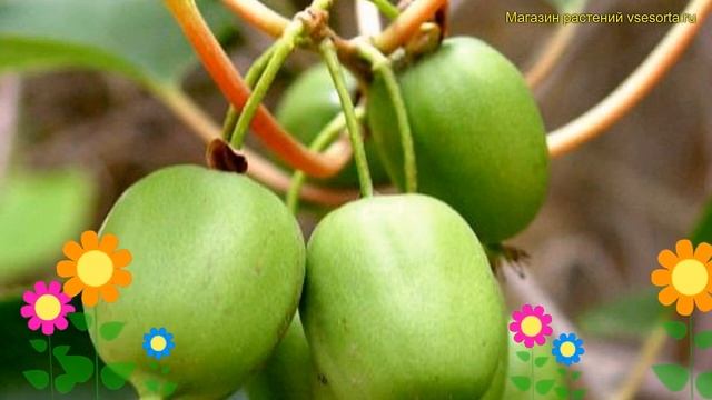 Актинидия аргута. Краткий обзор, описание характеристик, где купить саженцы actinidia arguta иссей смотреть онлайн