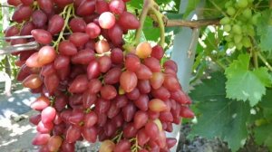 ВИНОГРАД  БЕНЕФИС,  КОРОННЫЙ И СОФА  2020г .