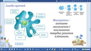 Біологія 7 клас НУШ Одноклітинні еукаріоти, що мешкають у прісних водоймах і морях