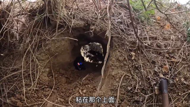 天上掉馅饼！挖蜜挖出天价乌灵参，一斤价格高达上万元！【莆农阿敏】