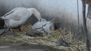 Гуси МАМУТЫ я в ШОКЕ помогают нестись