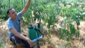 ВСЕ О ТОМАТАХ ОТ СЕМЕЧКИ ДО СБОРА УРОЖАЯ