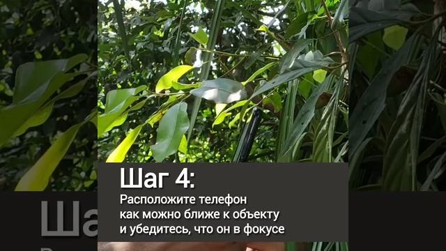 Снимай как профессионал. Макросъемка