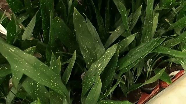 Aspidistra elatior 'Spectacular' смотреть онлайн