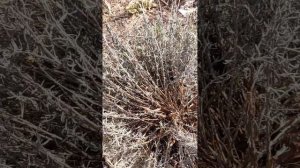 как перезимовала лаванда в Подмосковье?