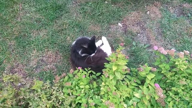 24 ЧАСА В ГОРОДЕ КОТОВ. Марта на море. смотреть онлайн