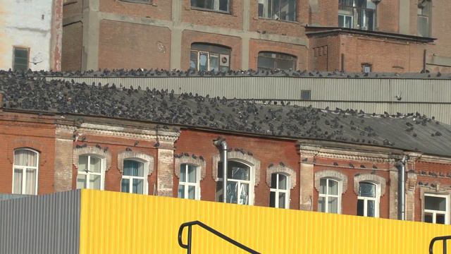 Саратов. Нашествие птиц смотреть онлайн