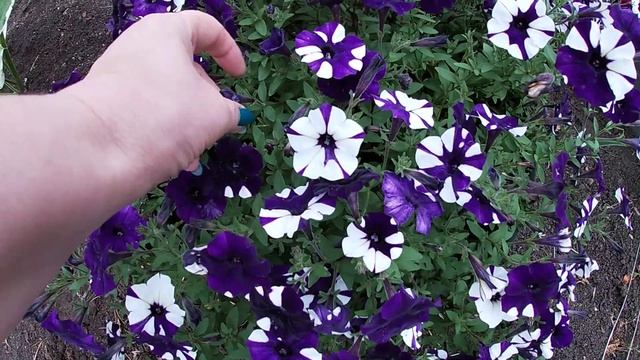 Удивительный окрас петунии ШОК ВЕЙВ КОСМО.23.07.2021 смотреть онлайн