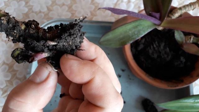 традесканция рео укоренение смотреть онлайн