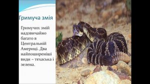 Презентація Рослинний тваринний світ Північної Америки