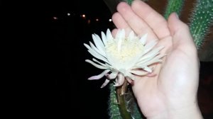 Мой Цереус зацвел на одну ночь!