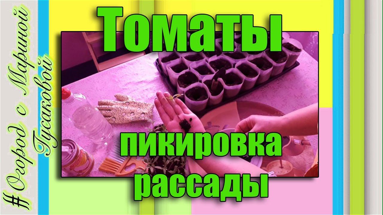 Выращивание Томатов Рассадой. Томаты пикировка пошагово. Мастер – класс по пикировке рассады