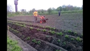 окучивание картофеля 2014. мотоблок, дисковый окучник.