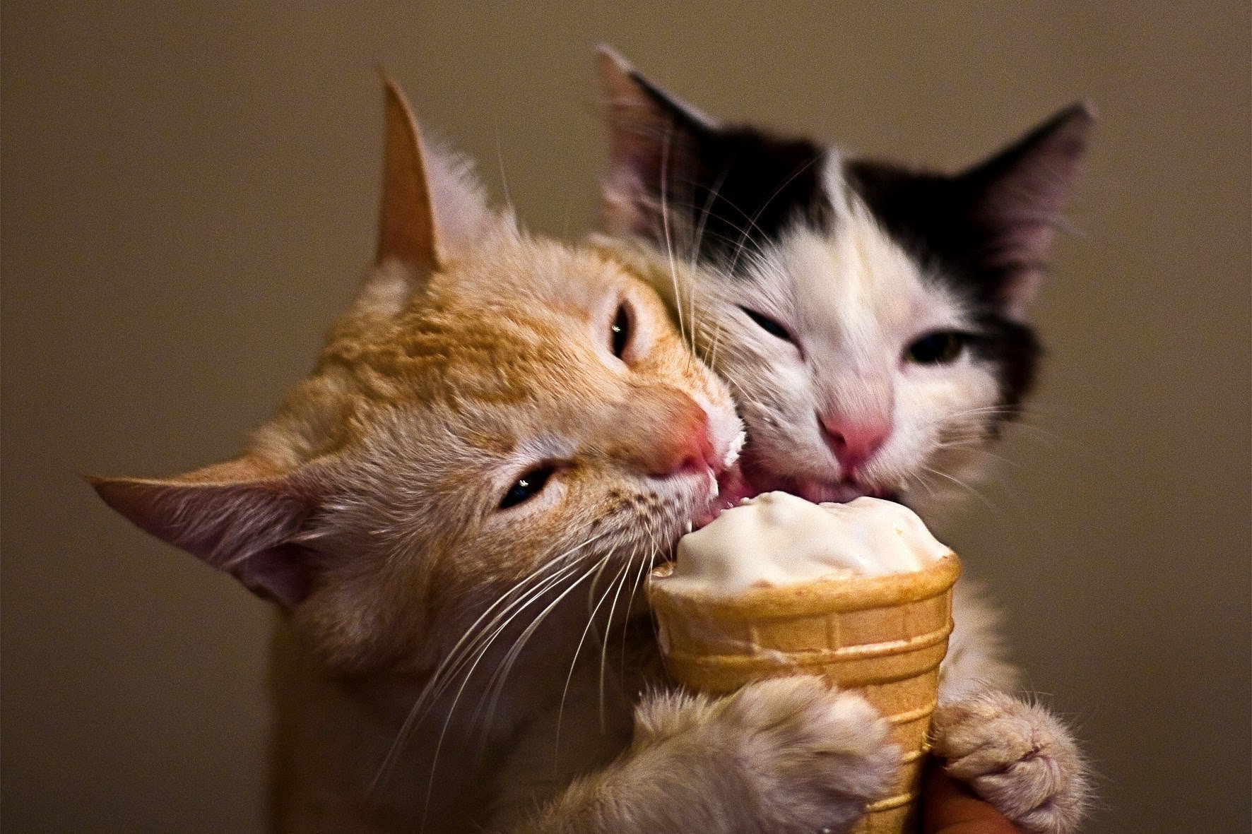 Кот ест мороженое