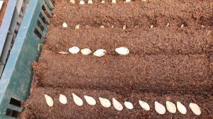 Посев тыквы на рассаду.